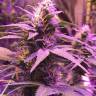 Auto Purple regular Ganja Seeds Auto Purple regular Ganja Seeds