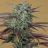 купить семена конопли Lemon Kush Headband feminised Humboldt Seeds купить семена конопли Lemon Kush Headband feminised Humboldt Seeds