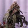 Семена конопли Gorilla Glue feminised Ganja Seeds Семена конопли Gorilla Glue feminised Ganja Seeds