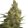 Damn Sour feminised Green House Seeds Damn Sour feminised Green House Seeds