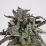 Damn Sour feminised Green House Seeds Damn Sour feminised Green House Seeds