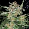 семена конопли курьером Damn Sour feminised Green House Seeds семена конопли курьером Damn Sour feminised Green House Seeds