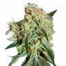 семена конопли для курения Damn Sour feminised Green House Seeds семена конопли для курения Damn Sour feminised Green House Seeds