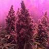 Kali Mist feminised Breeders Community Seeds