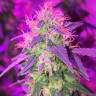 качественные семена конопли G1 regular Ganja Seeds качественные семена конопли G1 regular Ganja Seeds