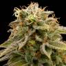 заказ семян конопли Lemon Thai Kush feminised Humboldt Seeds заказ семян конопли Lemon Thai Kush feminised Humboldt Seeds