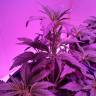 урожайные семена конопли Auto Blueberry Kush feminised Nirvana Seeds урожайные семена конопли Auto Blueberry Kush feminised Nirvana Seeds