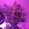 семена конопли в оригинальных упаковках Auto Blueberry Kush feminised Nirvana Seeds семена конопли в оригинальных упаковках Auto Blueberry Kush feminised Nirvana Seeds