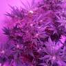 семена конопли недорого Auto Blueberry Kush feminised Nirvana Seeds семена конопли недорого Auto Blueberry Kush feminised Nirvana Seeds