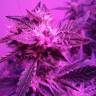 качественные семена конопли Auto Blueberry Kush feminised Nirvana Seeds качественные семена конопли Auto Blueberry Kush feminised Nirvana Seeds