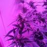 купить семена конопли Auto Blueberry Kush feminised Nirvana Seeds купить семена конопли Auto Blueberry Kush feminised Nirvana Seeds