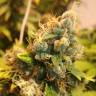 мощные семена конопли Gorilla Girl feminised Sweet Seeds мощные семена конопли Gorilla Girl feminised Sweet Seeds