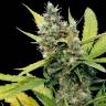 Семена конопли Honey B feminised Ganja Seeds Семена конопли Honey B feminised Ganja Seeds