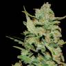 Семена марихуаны Honey B feminised Ganja Seeds Семена марихуаны Honey B feminised Ganja Seeds