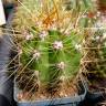 Купить семена кактусов Trichocereus candicans Купить семена кактусов Trichocereus candicans