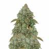 Семена конопли Auto MaxiGom feminised GanjaLiveSeeds Семена конопли Auto MaxiGom feminised GanjaLiveSeeds