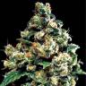 семена конопли элитных сортов Jack Herer feminised Green House Seeds