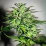 Mazar feminised Breeders Community Seeds Mazar feminised Breeders Community Seeds