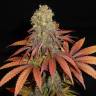 G13 Haze regular Ganja Seeds G13 Haze regular Ganja Seeds