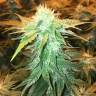 заказ семян конопли Москва Mendocino Skunk feminised Paradise Seeds