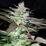 Sugar Black Rose (DS27) feminised Ganja Seeds Sugar Black Rose (DS27) feminised Ganja Seeds