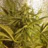 Auto Little Russian feminised Ganja Seeds семена каннабиса дёшево в интернете Auto Little Russian feminised Ganja Seeds семена каннабиса дёшево в интернете