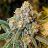 Auto Little Russian feminised Ganja Seeds Auto Little Russian feminised Ganja Seeds