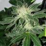 Auto Little Russian feminised Ganja Seeds качество и выгода в одном Auto Little Russian feminised Ganja Seeds качество и выгода в одном