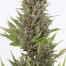 Auto Little Russian fem купить семена марихуаны в интернете с доставкой Auto Little Russian fem купить семена марихуаны в интернете с доставкой