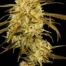 Auto Haze Gom feminised Ganja Seeds Auto Haze Gom feminised Ganja Seeds