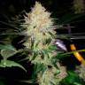Agamotto feminised GanjaVIP Seeds Agamotto feminised GanjaVIP Seeds