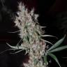 Agamotto feminised GanjaVIP Seeds Agamotto feminised GanjaVIP Seeds