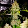 Agamotto feminised GanjaVIP Seeds Agamotto feminised GanjaVIP Seeds