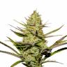 Agamotto feminised GanjaVIP Seeds Agamotto feminised GanjaVIP Seeds