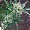 Agamotto feminised GanjaVIP Seeds Agamotto feminised GanjaVIP Seeds