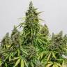 Auto Dinamex feminised Dinafem Seeds Auto Dinamex feminised Dinafem Seeds