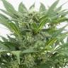 заказать семена конопли Auto Dinamex feminised заказать семена конопли Auto Dinamex feminised