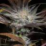 семена конопли в России Lost Coast OG feminised Humboldt Seeds семена конопли в России Lost Coast OG feminised Humboldt Seeds