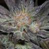 семена конопли Спб Lost Coast OG feminised Humboldt Seeds семена конопли Спб Lost Coast OG feminised Humboldt Seeds
