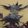 семена конопли Москва Lost Coast OG feminised Humboldt Seeds семена конопли Москва Lost Coast OG feminised Humboldt Seeds