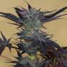 семена культурной конопли купить Lost Coast OG feminised Humboldt Seeds семена культурной конопли купить Lost Coast OG feminised Humboldt Seeds