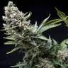 семена культурной конопли купить New York City feminised Pyramid Seeds семена культурной конопли купить New York City feminised Pyramid Seeds