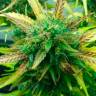 Семена марихуаны Think Fast feminised Ganja Seeds Семена марихуаны Think Fast feminised Ganja Seeds