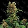 Hash Plant feminised Ganja Seeds Hash Plant feminised Ganja Seeds