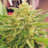 CBDivine feminised Ganja Seeds купить CBDivine feminised Ganja Seeds купить