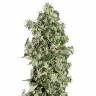 семена конопли Auto Sweet Tooth feminised семена конопли Auto Sweet Tooth feminised