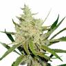 Annex feminised GanjaVIP Seeds Annex feminised GanjaVIP Seeds