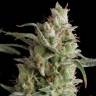 Annex feminised GanjaVIP Seeds Annex feminised GanjaVIP Seeds