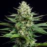 Annex feminised GanjaVIP Seeds Annex feminised GanjaVIP Seeds