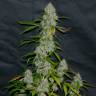 Annex feminised GanjaVIP Seeds Annex feminised GanjaVIP Seeds